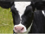 COW COW COW COW COW