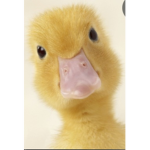 Duck club :>