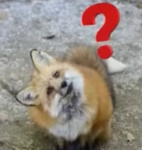 Fox & Turtle Development Group