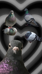 #PigeonAwareness