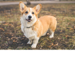 Corgis are awesome!