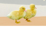 OmqDuckii