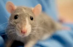 Wild Rodent Group Thumbnail
