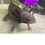 AxolotlFan club