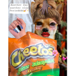 DJ Chihuahua Fan Group <3