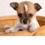 puppy care abouts