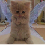 Kittens Cutie