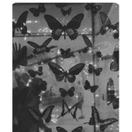*+* butterflies*+*