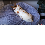 The corgi squad 100,000,000