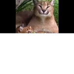 Los gatos poderosos de mici land