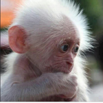 AlbinoArmy