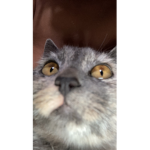 STINKYboyyyPAPA