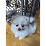 Tbone the Pomeranian dog