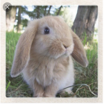 The bunner group :3