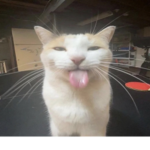 キューティー
