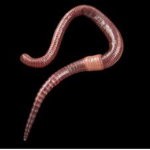 The Earthworms Of Robloxia