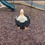 Goose Forever