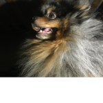 I love my dog he is so cute and fluffy