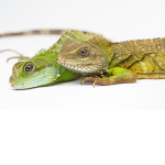 The lizards group ENT