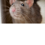 rat liberty