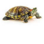Sunny's Turtle world