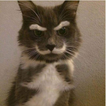 Pretty Kitty's