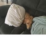 Doggy’s are so cute
