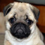 Team_Pugs