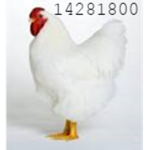 ChickNation