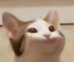 Popcat bros