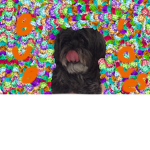 Bub the dog team