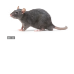 RaTtEEth