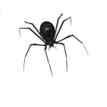 Dead spider cult