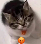 did we silly?