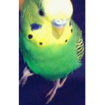 Dream the bird