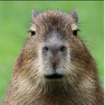 CAPYBARA__TEAM