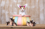 easter cat community