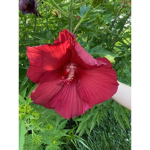 Welcome-to-flowers