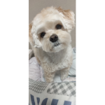 유튜브 로핑이 그룹!