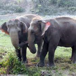 Radioactive Elephants