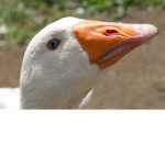 BLUHAHA4544