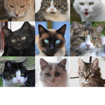 Cats of rolblox United