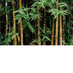 Bamboo_Forest