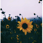 Sunflxweraesteticx