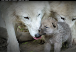 The_Demon_Wolves