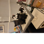 The small tabby cats
