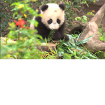 Panda heart