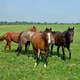 Chat with other friends! horses