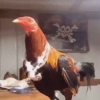 goofy drip chicken meme Roblox decal