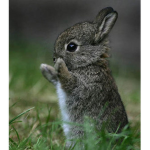 Bunni3s forever